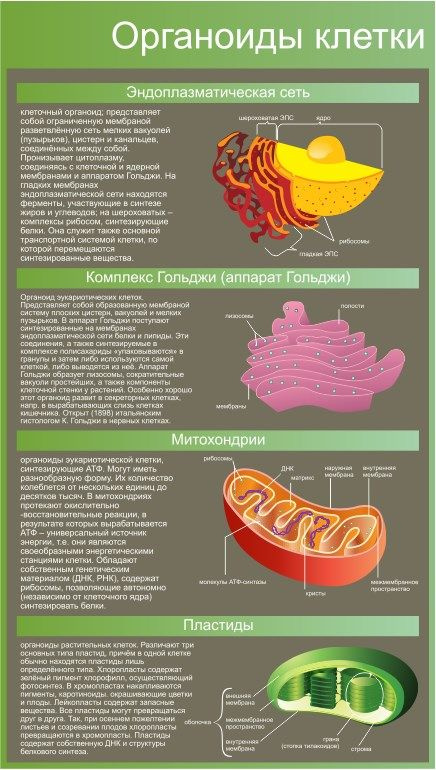Стенд учебный информационный Биология Органоиды клетки 50х74 см  #1