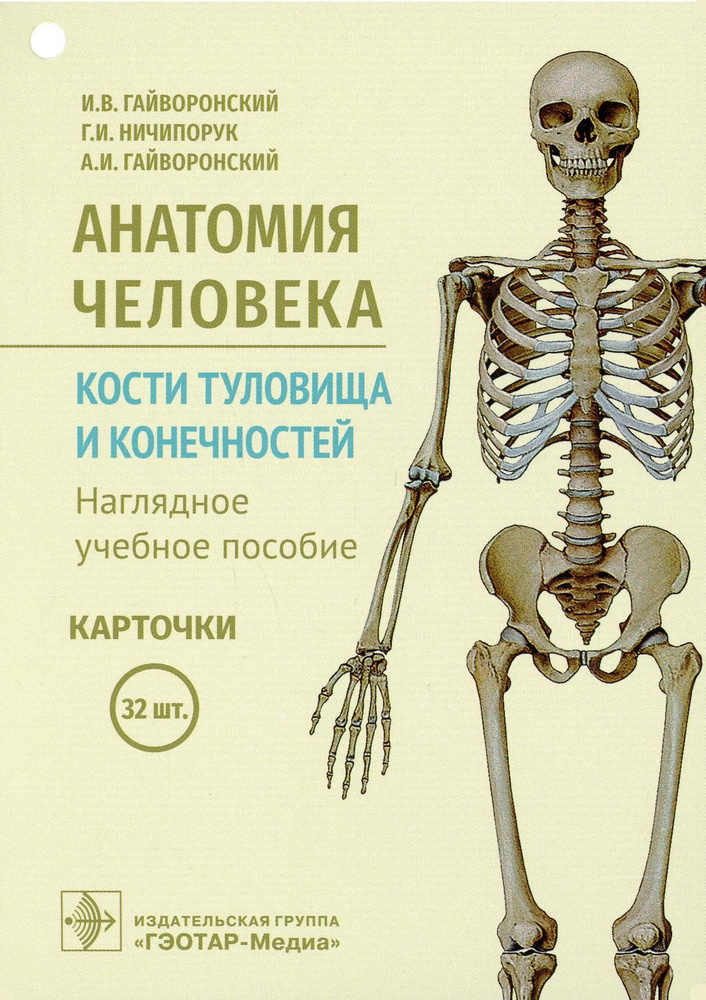 Анатомия человека. Кости туловища и конечностей. (карточки + кольцо для стяжки карточек) | Гайворонский #1