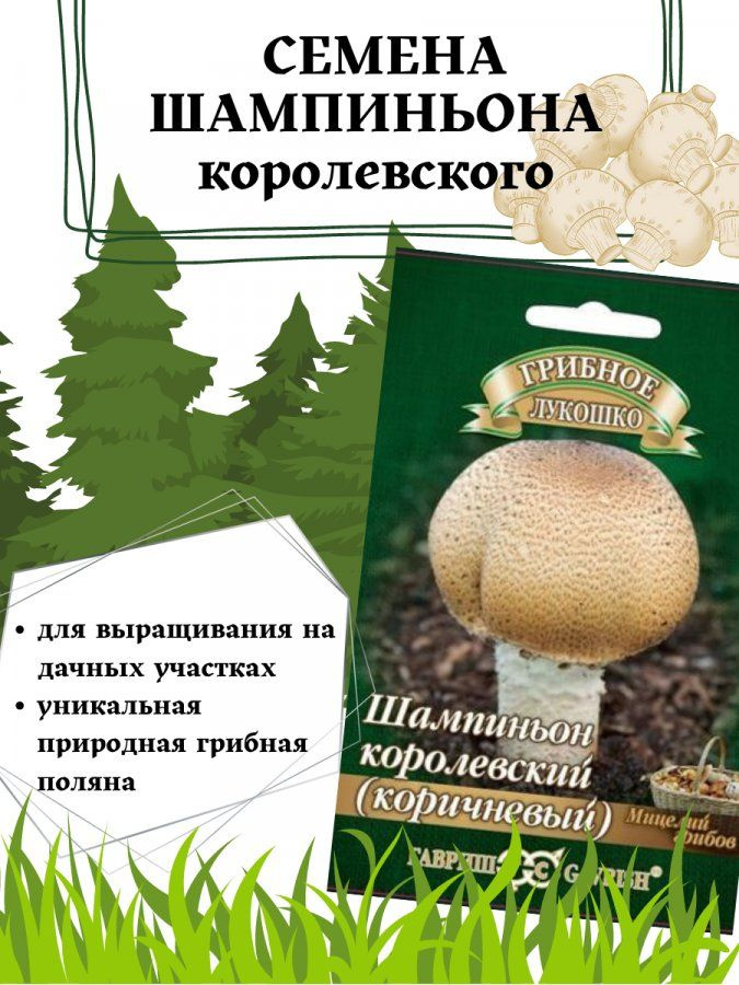 Мицелий грибов : Шампиньон королевский коричневый на зерновом субстрате Гавриш  #1