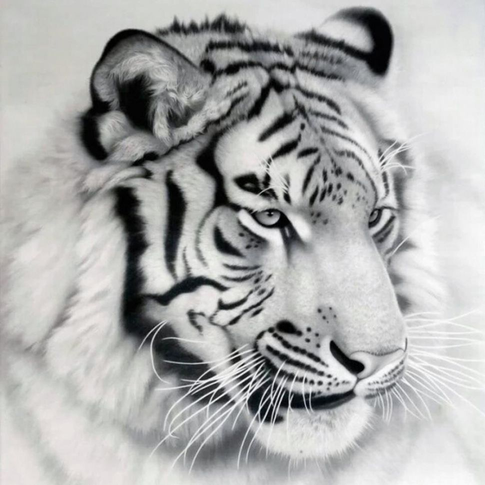 Картина по номерам "Тигр" Холст на подрамнике 40x50 Набор для Творчества  #1