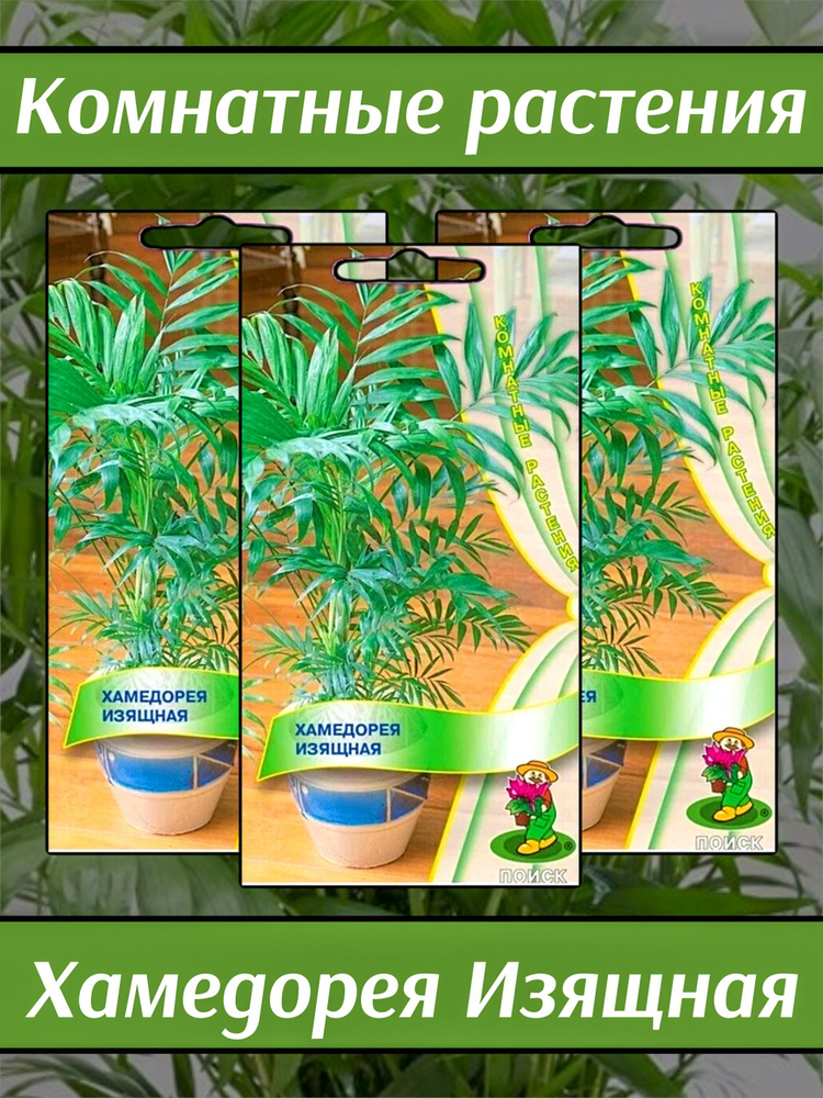 Хамедорея Изящная. Семена комнатных растений. 3 упаковки. Агрофирма Поиск  #1