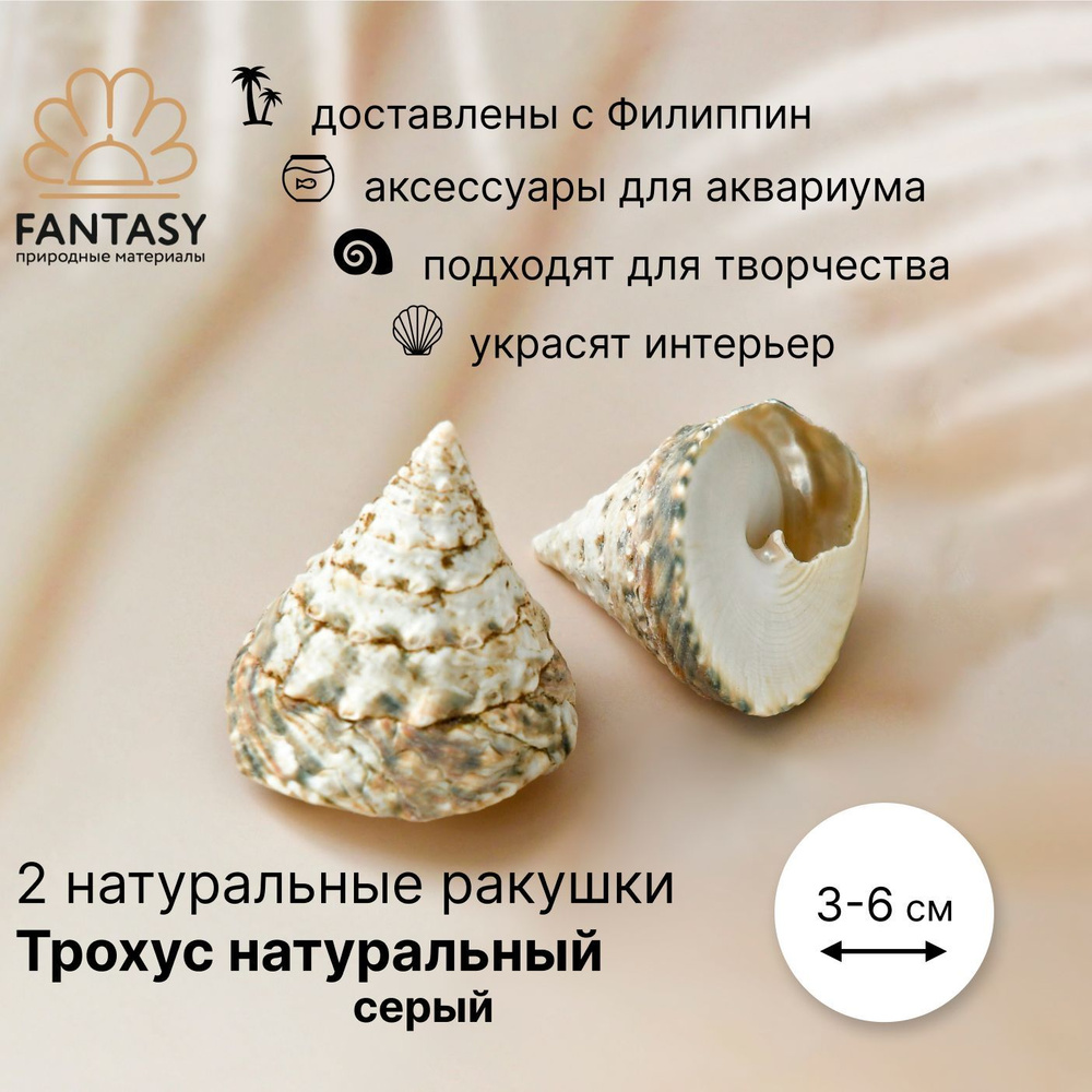 Натуральные морские ракушки FANTASY Трохус натуральный серый, 2 шт., 3-6 см  #1