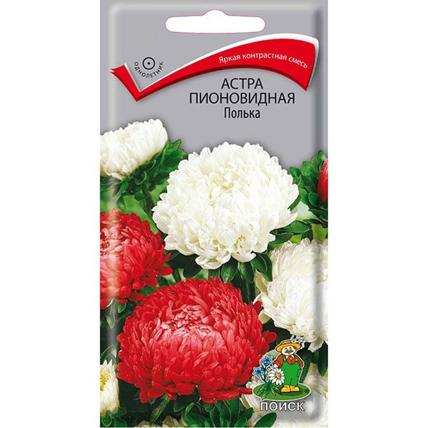 625_Астра пионовидная Полька - купить по выгодным ценам в интернет ...