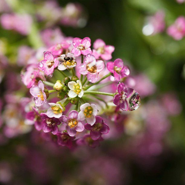 Алиссум морской - розовый (лат. Lobularia maritima) СЕМЕНА 15шт + подарочек  #1