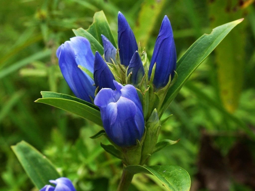 Горечавка трёхцветковая(Gentiana triflora)семена #1