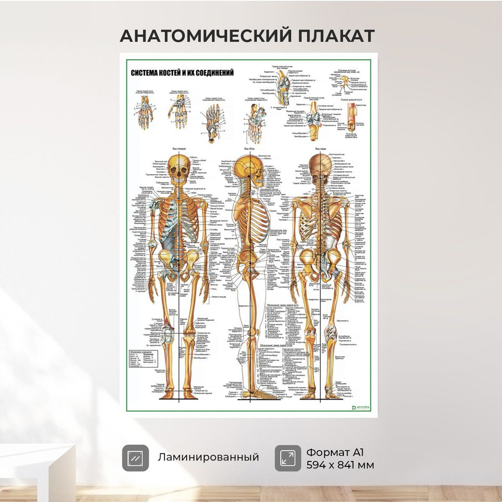 Обучающий медицинский плакат анатомия Система костей и их соединений А1  #1