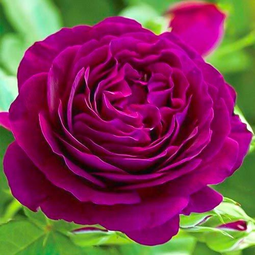 Роза чайно-гибридная Твайлайт Зоун саженец #1