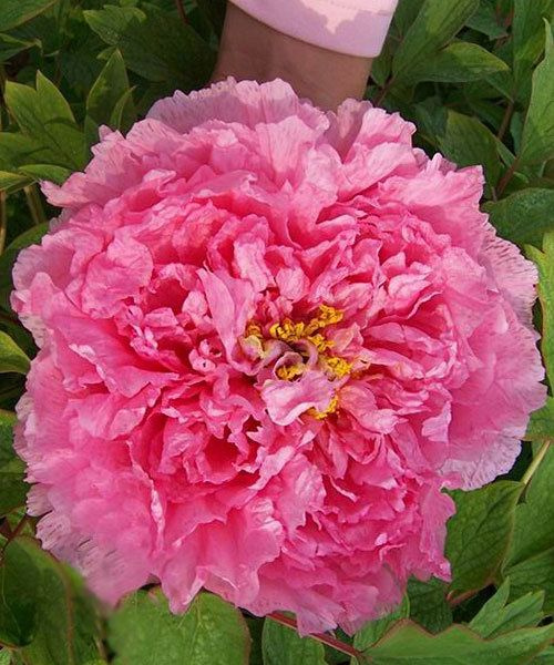 Пион древовидный Розовый Лотос луковицы, клубни, корни цветов  #1