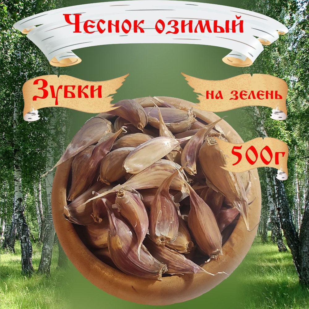 Чеснок озимый зубчики, для посадки на зелень, 500г, RusAgro62 #1