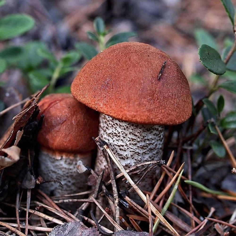 Лесные грибы у Вас в огороде/Мицелий Подосиновик Красный  #1