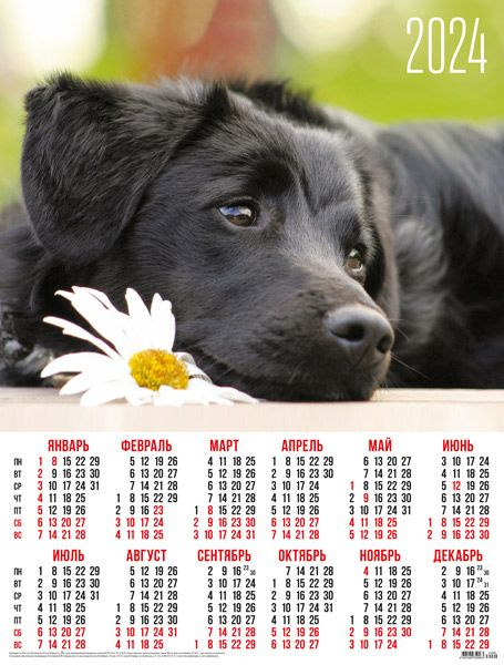 Листовой календарь на 2024 год А2 Собаки. Собачка с ромашкой  #1