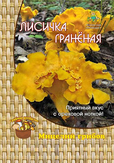 Гриб Лисичка гранёная (1 уп - 60 мл). Мицелий грибов. Агрохолдинг "Поиск"  #1