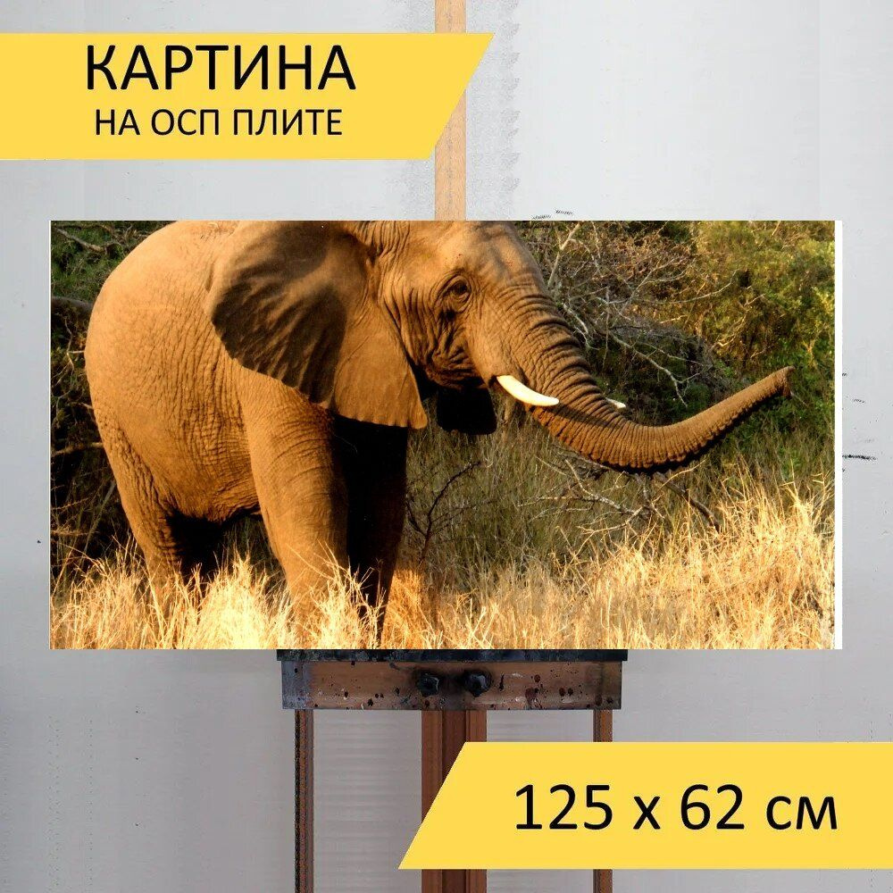 LotsPrints Картина "Слон, дикая природа, природа 64", 125  х 62 см #1