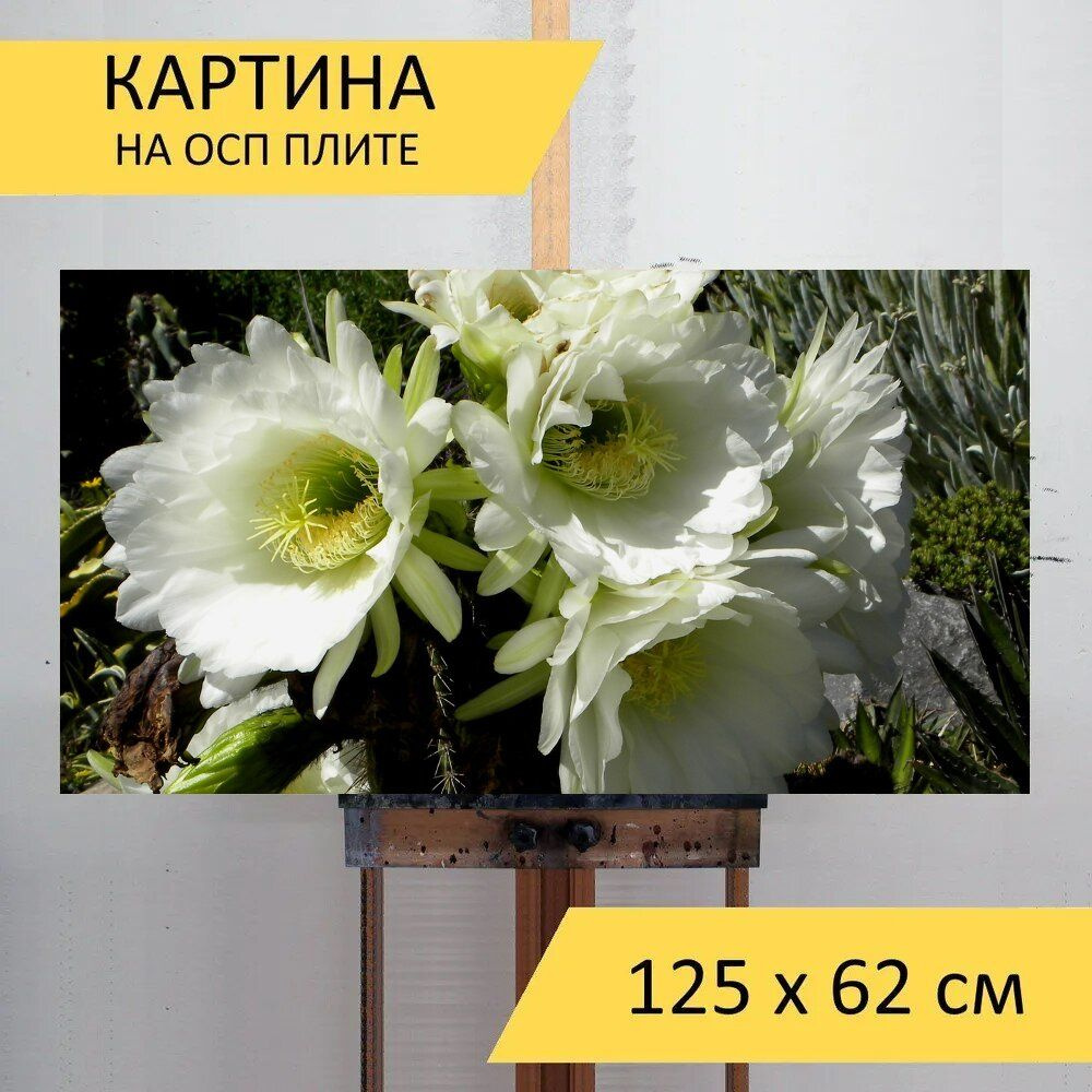 LotsPrints Картина "Кактус, цвести, белый 11", 125  х 62 см #1
