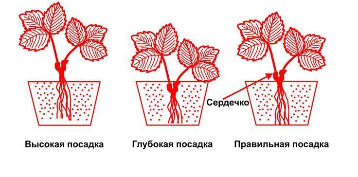 Пин на доске Клубника