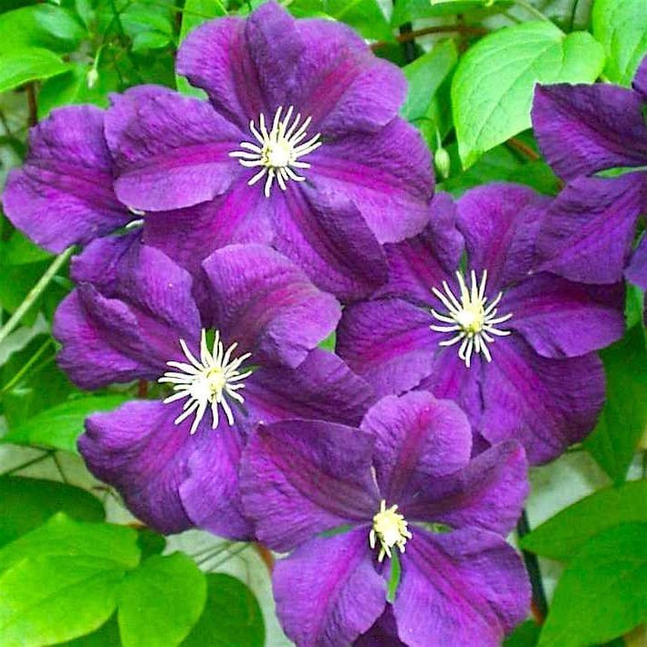 Клематис крупноцветковый Этуаль Виолетт - купить с доставкой по ...