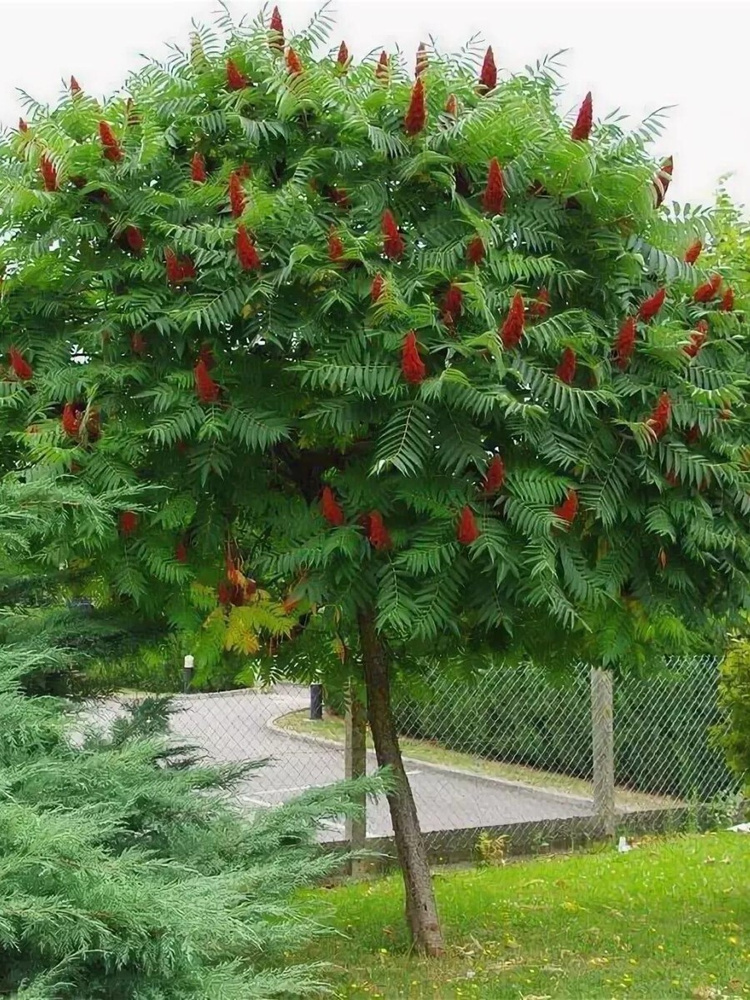 Семена Сумах оленерогий (Rhus typhina), 35 штук #1