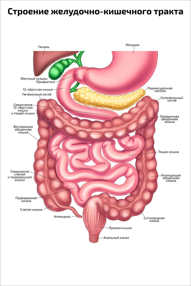 Плакат обучающий А2 Строение желудочно-кишечного тракта и пищеварительная система анатомический медицинский #1