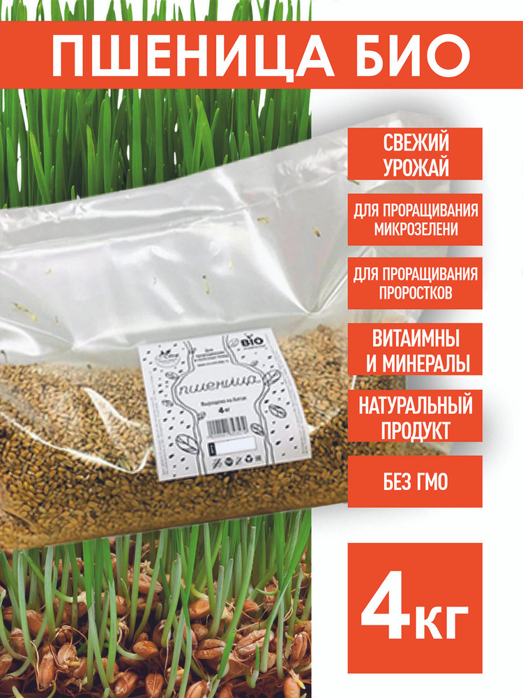 Пшеница Семена БИО для проращивания, 4 кг. биоорганическая  #1