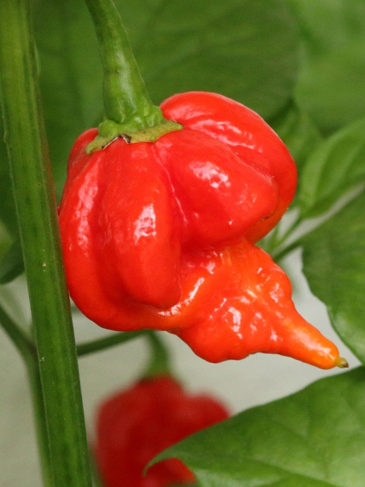 Семена Острый перец Trinidad Scorpion Butch T red (Тринидад Скорпион Бутч Т красный), 5 штук  #1