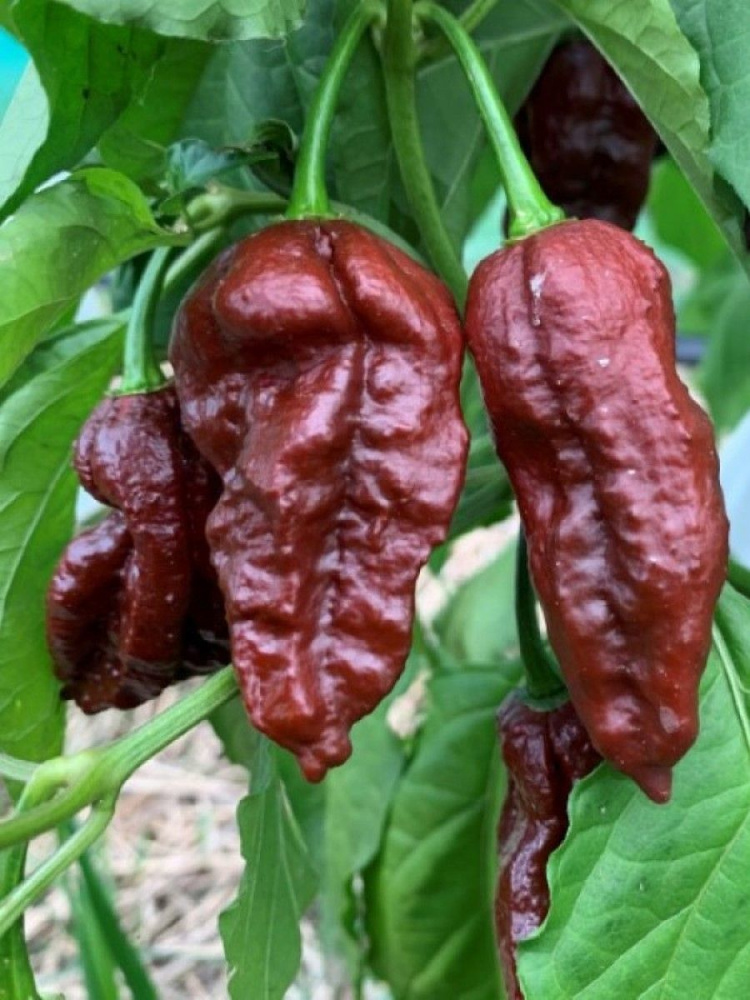 Семена Острый перец CT*BJC (Congo Trinidad и Bhut Jolokia Chocolate), 5 штук #1