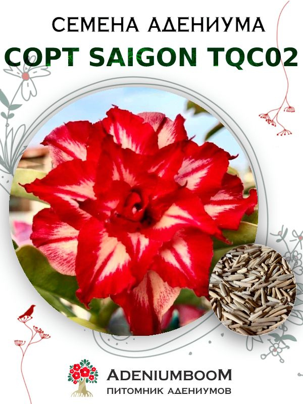 Семена Адениума Обесум от Saigon Adenium TQC02 (4шт.) / семена цветов комнатных суккулентов, набор семян #1