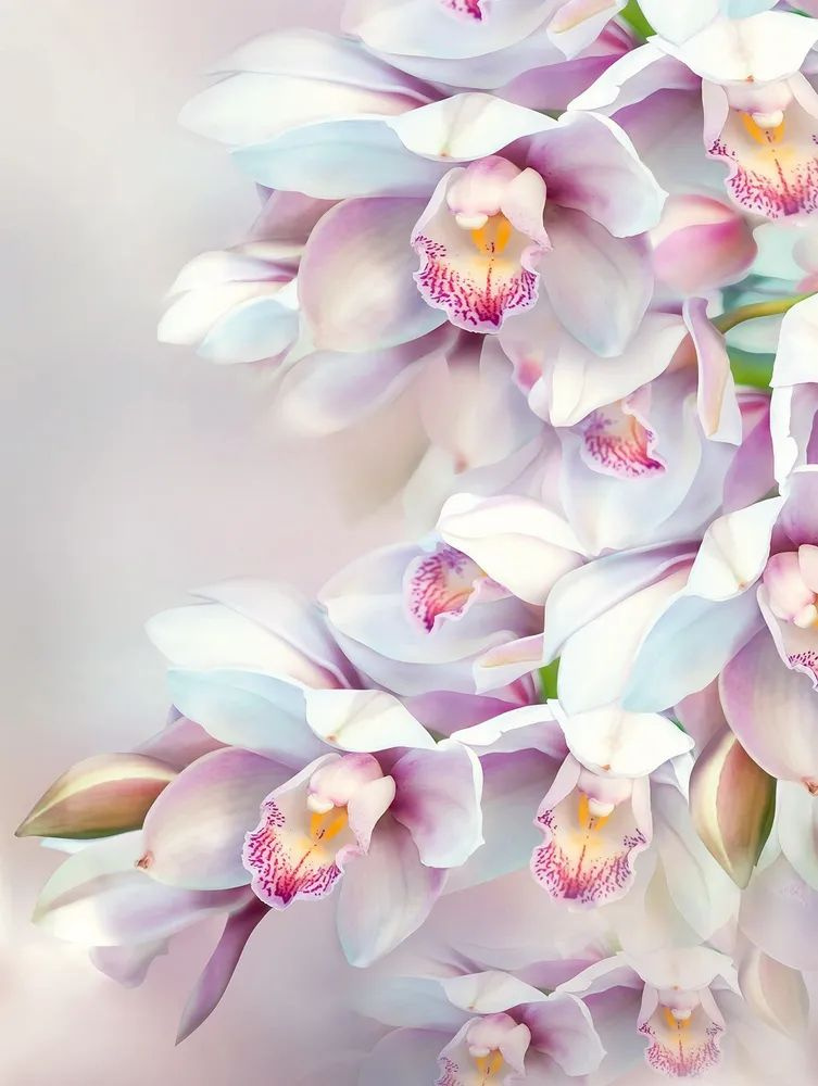 Фотообои глянцевые на стену Нежная орхидея 196*260 см 8 листов  #1
