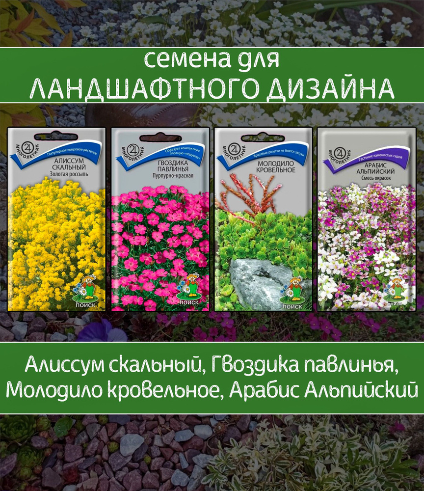 Дизайнерский набор семян: Алиссум скальный, Гвоздика павлинья, Молодило кровельное, Арабис альпийский #1