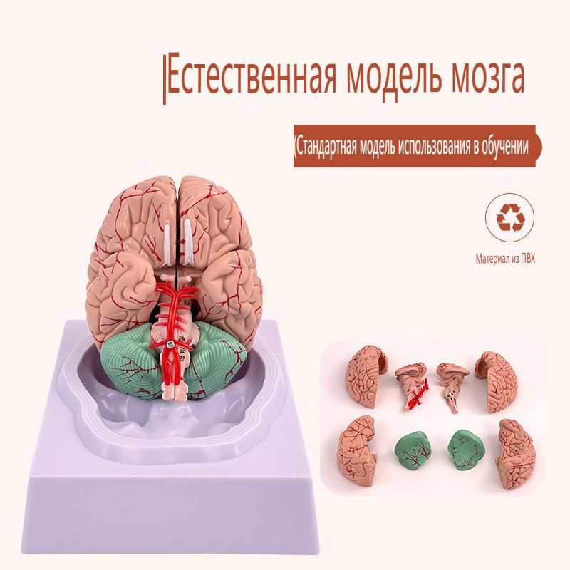 Анатомическая модель человеческого мозга, анатомическая модель в натуральную величину с подставкой  #1