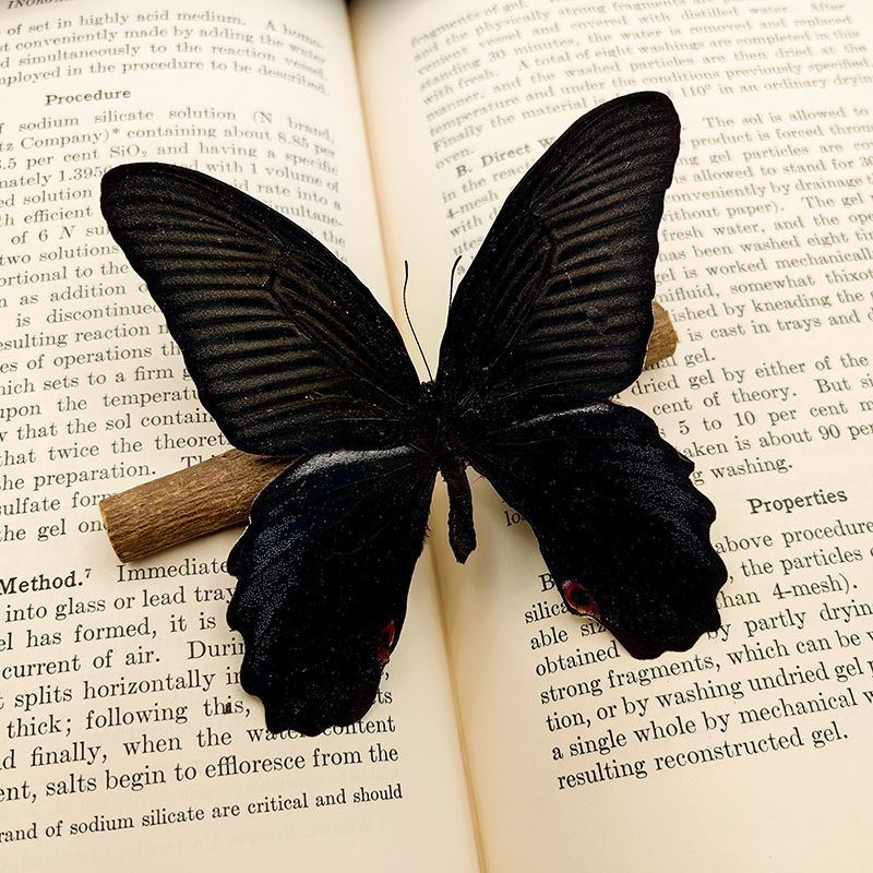 Настоящий образец бабочки в прозрачном боксе - купить с доставкой по ...