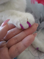 Антицарапки когти накладные для кошек Cliny Мягкие коготки пурпурные 40 шт #105, Серафима К.