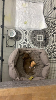 Лежанка для собак мелких пород, лежак со съемной подушкой для животных, размер ( 60х50х20 ), рогожка, LionPets #59, Ирина Ш.