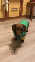 Куртка для собак мелких пород "Smile", зеленый, L (30 см) #7, Маргарита Е.