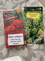 Семена Резеда душистая Хавская, 2 пакетика по 0,05г/60шт #12, Лина М.