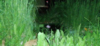 Фонарь садовый на солнечных батареях ForAll 8 Led/Комплект садовый фонарь 2 шт #76, Denis V.