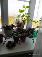 Подставка для цветов и растений Арка 3 на подоконник, металлическая, черная #21, Светлана П.