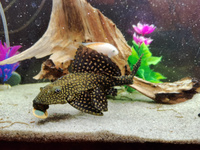 Tetra Pleco SpirulinaWafers (крупные таблетки, чипсы) 50 грамм, 125 мл. - корм для донных рыб, сомов и ракообразных. #9, Екатерина Т.