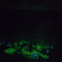 Светящиеся камни для декора аквариума, цветов, дачи и сада 500 г #67, Юлия М.
