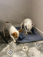 Лежак-подстилка антивандальная для кошек и собак PET LEX размер 70х50х3см, серый велюр, периотек #103, Светлана Б.
