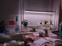 Светодиодный светильник для растений, спектр фотосинтез (полный спектр) 9W, пластик, AL7002 41354 #8, Татьяна М.
