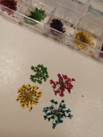 Сухоцветы для дизайна ногтей D 1-2 см. + пластиковый кейс, 36 шт. соцветий, набор 12 расцветок. #74, Светлана Б.