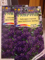 Семена Лобулярия морская Восточные Ночи, 2 пакетика по 0,05г/100шт #34, Юлия М