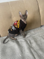 Одежда для кошек сфинкс с принтом "Gansta Cat" размер M для котов и собак мелких пород, ALFAKOT (Альфакот) #7, Наталья В.