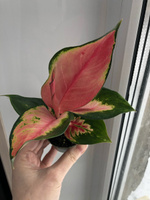 Аглаонема Ред Драгон, или Красный Дракон (Aglaonema Red Dragon) D6см #3, Елена Л.