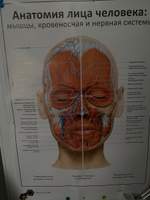 Плакат Анатомия лица человека: мышцы, кровеносная и нервная системы в кабинет косметолога в формате А1 (84 х 60 см) #5, Елена П.