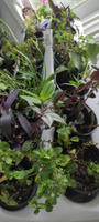 Фитомодуль "BOXSAND 42" (100х127 см) вместимость 42 растения, цвет белый для вертикального озеленения #5, Наталья Т.