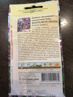 Семена Долихос обыкновенный (гиацинтовые бобы или кокорник) Вьющаяся Сирень, 2 пакетика по 4шт #18, Людмила А.