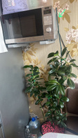 Поддержка для растений Palisad бамбуковая в пластике, высота 150 см / Опора для комнатных и садовых цветов, для растений, для кустов, высокая #1, Елизавета А.