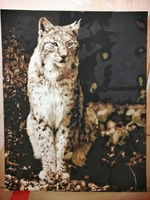 Картина по номерам Hobruk "Рысь", на холсте на подрамнике 40х50, раскраска по номерам, набор для творчества, животные / кот / собака #7, Любовь Г.
