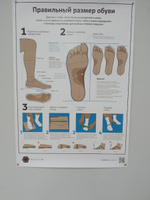 Плакат Размер обуви для кабинета педикюра и подолога в формате А1 (84 х 60 см) #5, Олеся М.